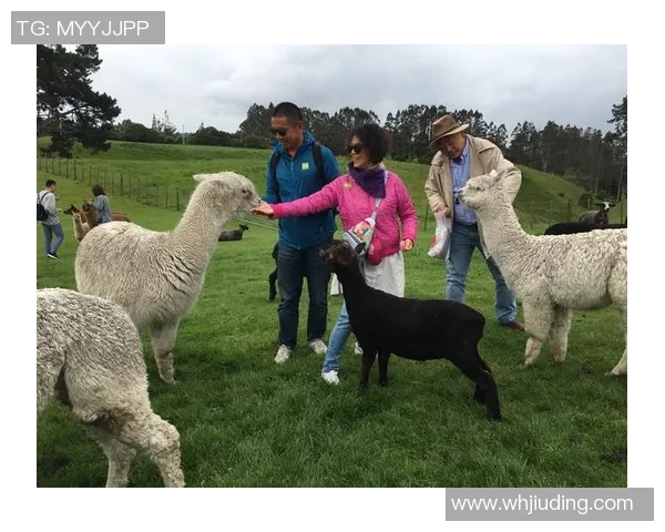 维特之旅:在童话世界中寻找亲情与希望的奇幻冒险之旅 维特之旅:在童话世界中寻找亲情与希望的奇幻冒险之旅