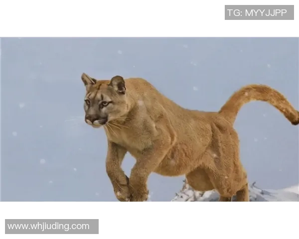 轩辕传奇3极品装备账号购买推荐螃蟹平台助你轻松获取心仪装备